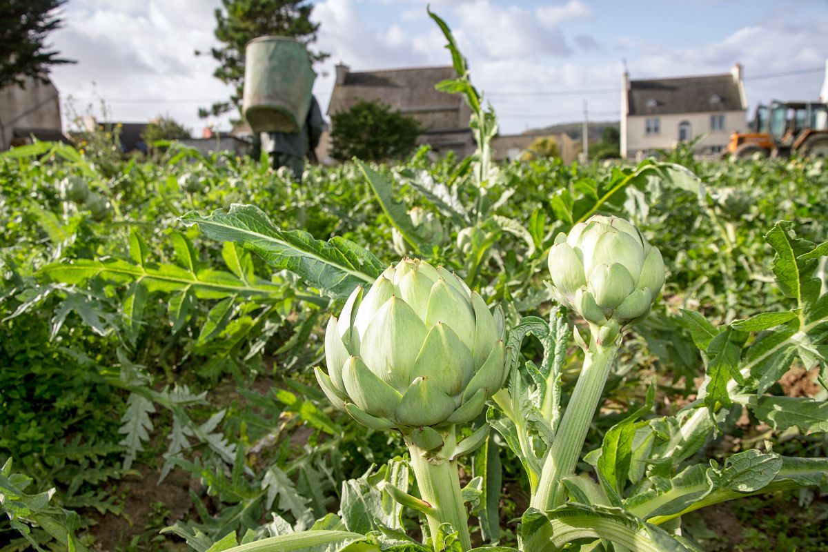 Légumes Primeurs Bretons, producteur d'artichaut en Bretagne