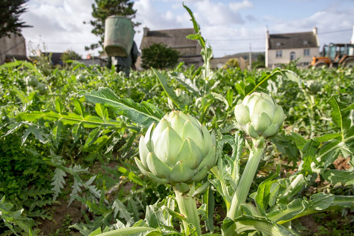 Légumes Primeurs Bretons, producteur d'artichaut en Bretagne Légumes Primeurs Bretons, producteur d'artichaut en Bretagne