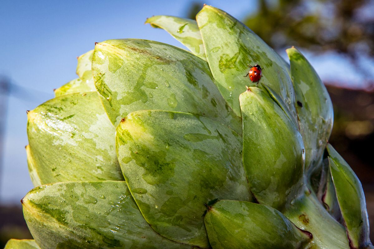 Nos légumes primeurs sont récoltés à la main et conditionnés sur l'exploitation Nos légumes primeurs sont récoltés à la main et conditionnés sur l'exploitation