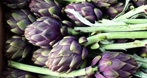 Légumes & Primeurs Bretons : Producteur, négociant et exportateur de légumes frais produits en  Bretagne (Accueil)