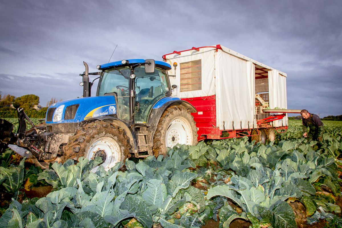 Des légumes anciens 100 % bretons récoltés à la main Des légumes anciens 100 % bretons récoltés à la main