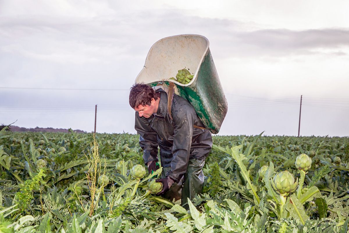 Les producteurs de la Coopérative La Bretonne cultivent leur légumes dans le respect de l'environnement