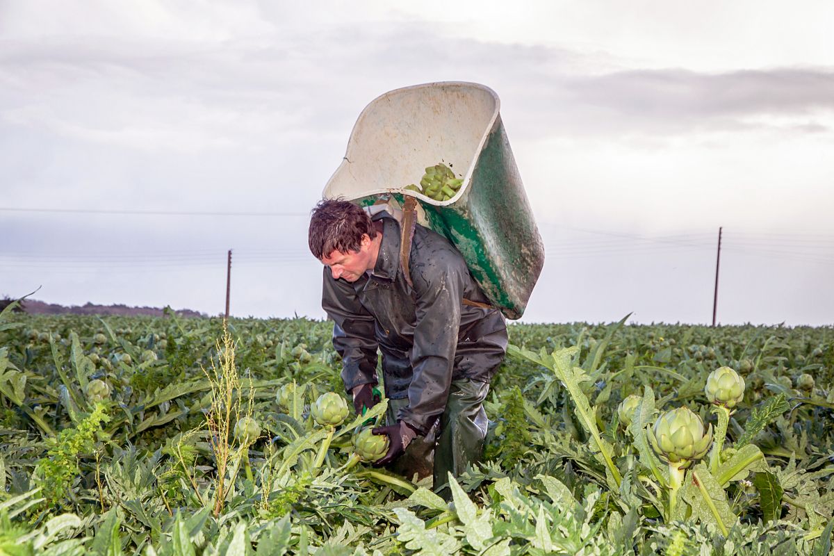 Les producteurs de la Coopérative La Bretonne cultivent leur légumes dans le respect de l'environnement Les producteurs de la Coopérative La Bretonne cultivent leur légumes dans le respect de l'environnement