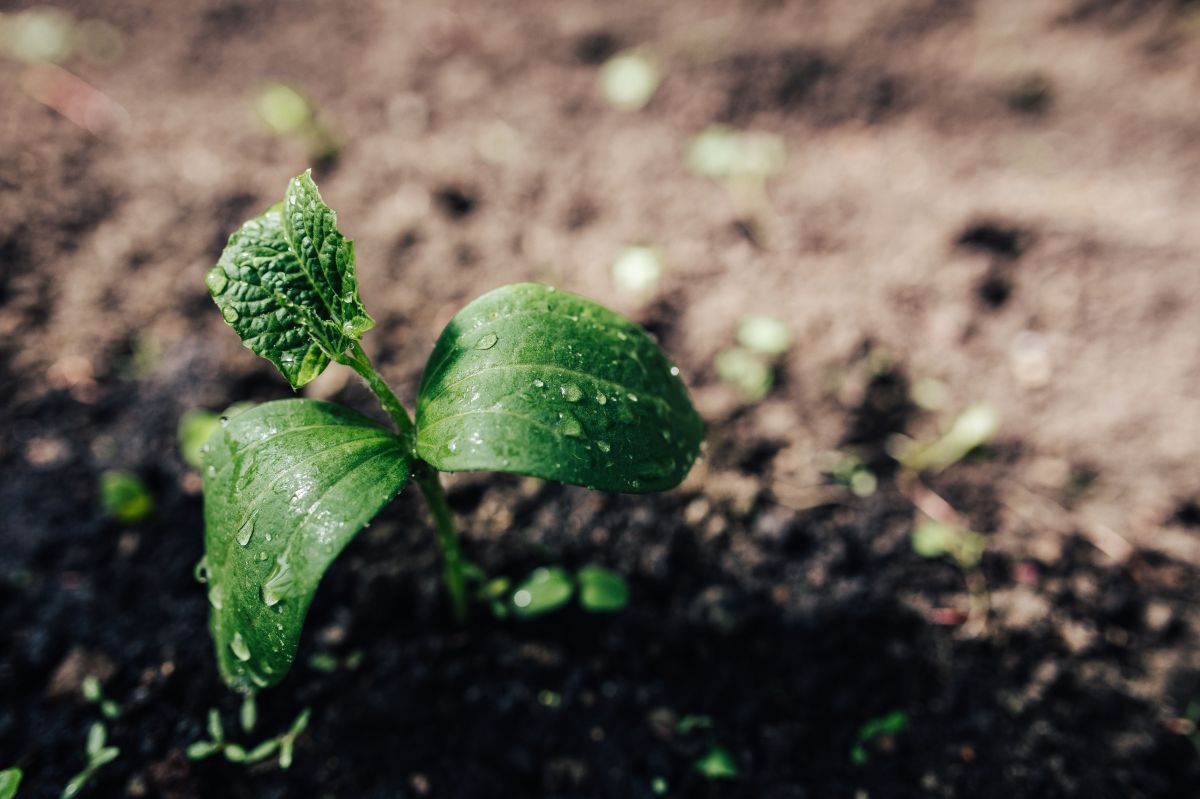 Respect de l'environnement et politique de qualité stricte : pour des légumes primeurs haut de gamme Respect de l'environnement et politique de qualité stricte : pour des légumes primeurs haut de gamme