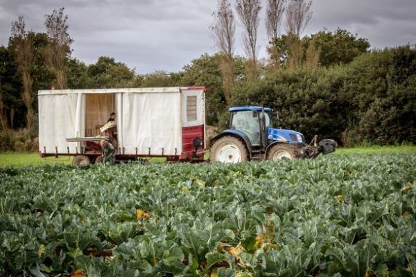 Des légumes bretons récoltés par la Coopérative La Bretonne, 29 Des légumes bretons récoltés par la Coopérative La Bretonne, 29