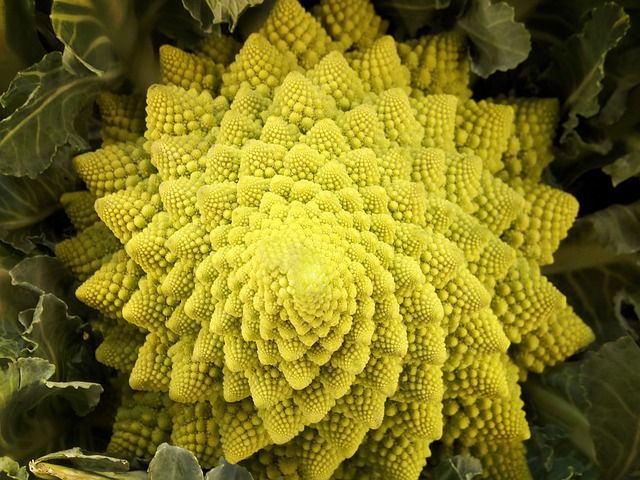 Chou romanesco produit en Bretagne pour la France et l'export Chou romanesco produit en Bretagne pour la France et l'export