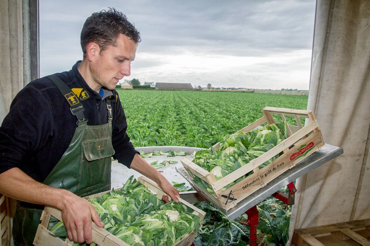 Des emballages sur mesure pour vos légumes primeurs produits en Bretagne Des emballages sur mesure pour vos légumes primeurs produits en Bretagne