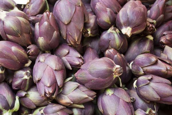 Artichaut Petit violet produit en Bretagne pour la France et l'export