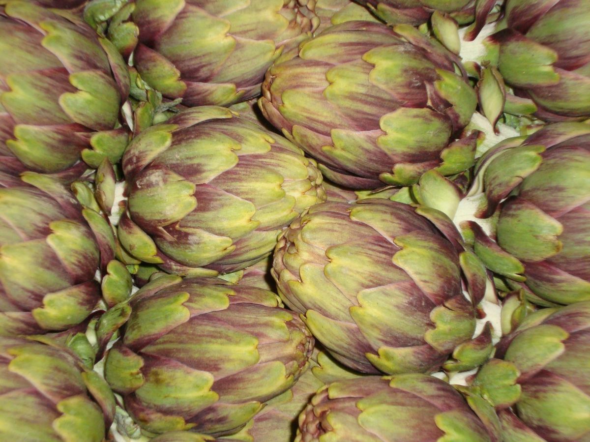 Artichaut Petit violet produit en Bretagne pour la France et l'export Artichaut Petit violet produit en Bretagne pour la France et l'export