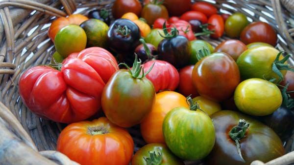 Tomate produite en Bretagne pour la France et l'export
