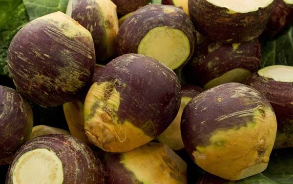 Rutabaga produit en Bretagne pour la France et l'export Rutabaga produit en Bretagne pour la France et l'export