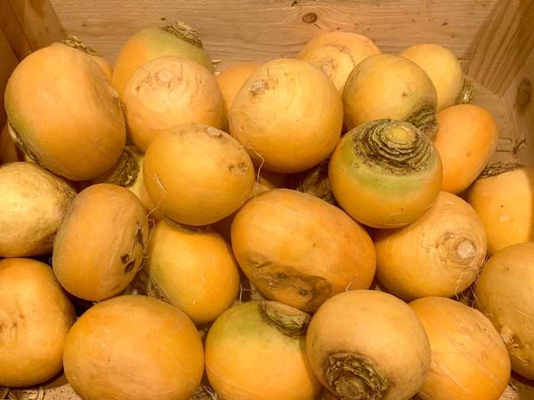 Navet Boule d'Or produit en Bretagne pour la France et l'export Navet Boule d'Or produit en Bretagne pour la France et l'export