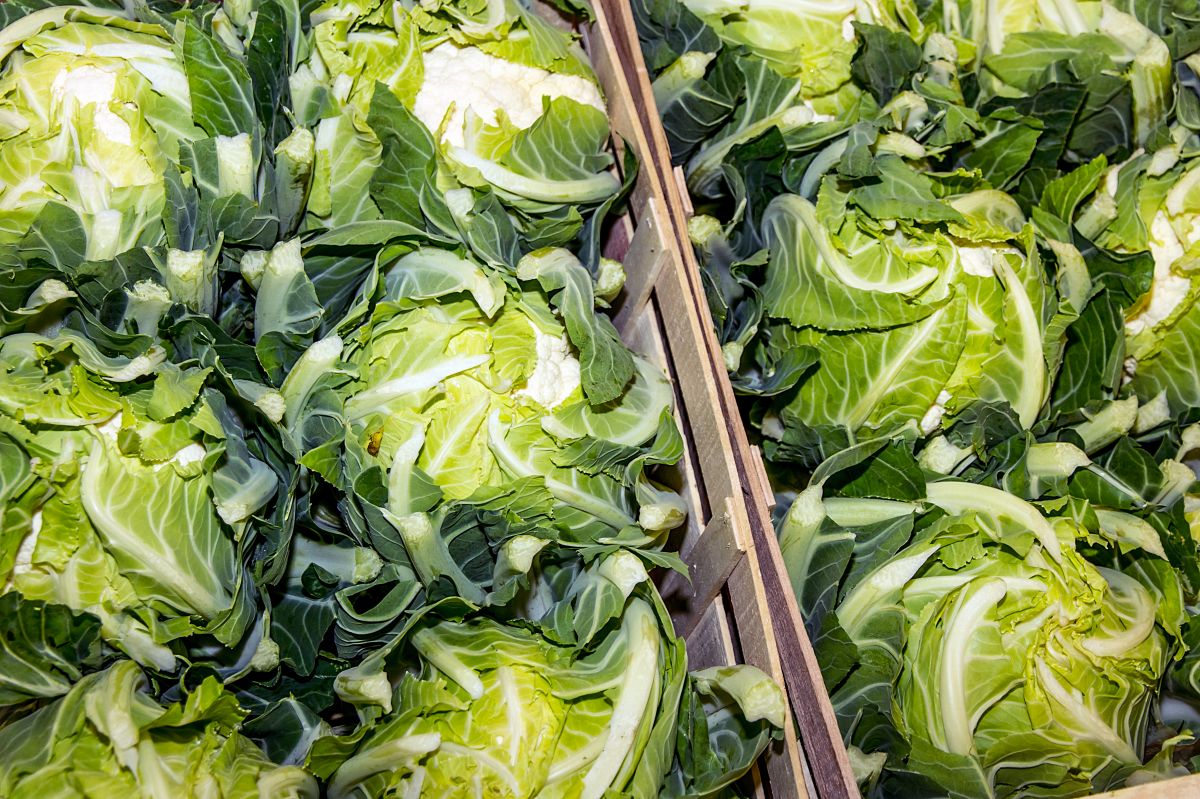 Chou-fleur produit en Bretagne pour la France et l'export Chou-fleur produit en Bretagne pour la France et l'export